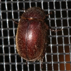 SCARABAEIDAE at Rosedale, NSW - 25 Feb 2019 by jbromilow50