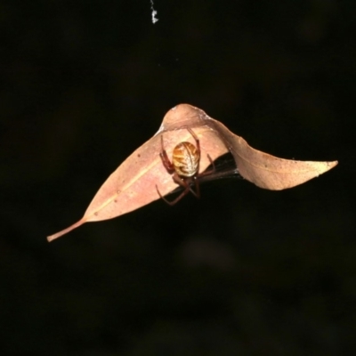 Phonognatha graeffei (Leaf Curling Spider) at Guerilla Bay, NSW - 26 Feb 2019 by jb2602