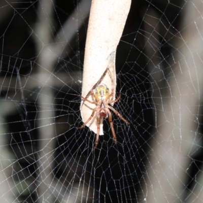 Phonognatha graeffei (Leaf Curling Spider) at Rosedale, NSW - 25 Feb 2019 by jb2602