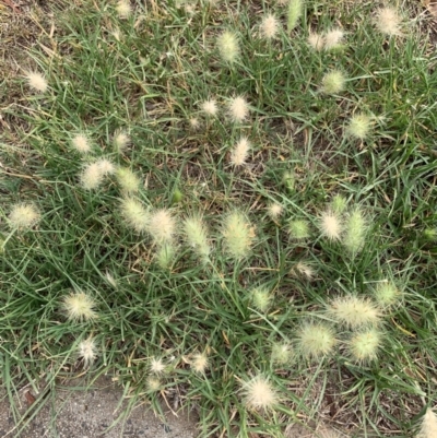 Cenchrus longisetus (Feathertop Grass) at Ainslie, ACT - 4 Mar 2019 by JanetRussell