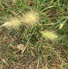 Cenchrus longisetus at Ainslie, ACT - 5 Mar 2019 09:37 AM