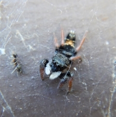 Apricia jovialis (Jovial jumping spider) at Cook, ACT - 28 Mar 2018 by CathB