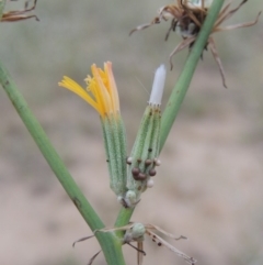 Chondrilla juncea (Skeleton Weed) at Gigerline Nature Reserve - 3 Feb 2019 by MichaelBedingfield