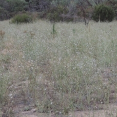 Chondrilla juncea at Tuggeranong DC, ACT - 3 Feb 2019