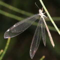 Myrmeleon acer (Myrmeleon Antlion Lacewing) at Broulee, NSW - 27 Feb 2019 by jb2602