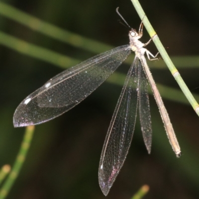 Myrmeleon acer (Myrmeleon Antlion Lacewing) at Broulee, NSW - 27 Feb 2019 by jb2602