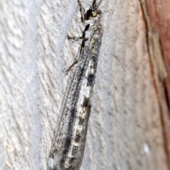 Bandidus sp. (genus) (Antlion Lacewing) at Rosedale, NSW - 27 Feb 2019 by jb2602