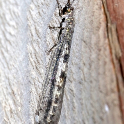 Bandidus sp. (genus) (Antlion Lacewing) at Rosedale, NSW - 27 Feb 2019 by jb2602