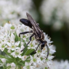 Sphex sp. (genus) (Unidentified Sphex digger wasp) at Murrumbateman, NSW - 5 Mar 2019 by SallyandPeter