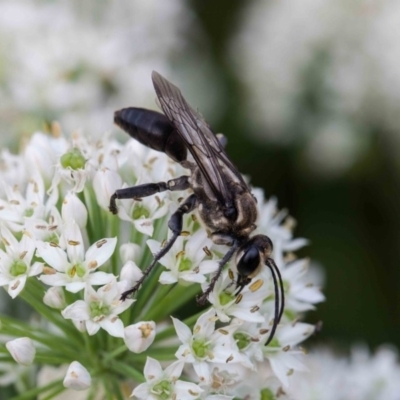 Sphex sp. (genus) (Unidentified Sphex digger wasp) at Murrumbateman, NSW - 5 Mar 2019 by SallyandPeter