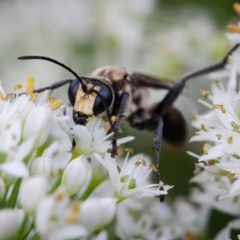 Sphex sp. (genus) at Murrumbateman, NSW - 5 Mar 2019 09:14 AM