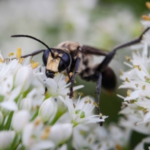 Sphex sp. (genus) at Murrumbateman, NSW - 5 Mar 2019 09:14 AM