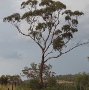 Eucalyptus melliodora at Gigerline Nature Reserve - 3 Feb 2019 08:18 PM