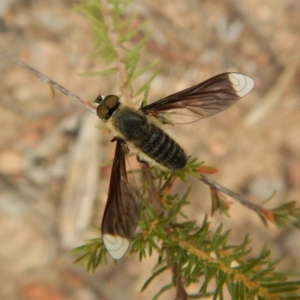 Comptosia sp. (genus) at Aranda, ACT - 5 Mar 2019 08:32 AM