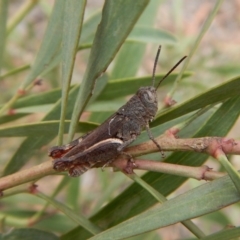 Cirphula pyrrhocnemis (Variable Cirphula) at Dunlop, ACT - 4 Mar 2019 by CathB