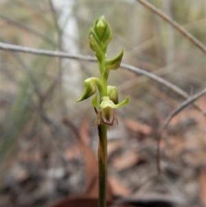 Corunastylis cornuta at Aranda, ACT - 5 Mar 2019