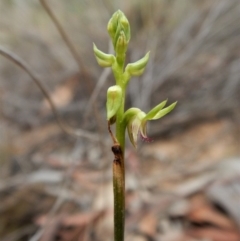 Corunastylis cornuta at Aranda, ACT - 5 Mar 2019