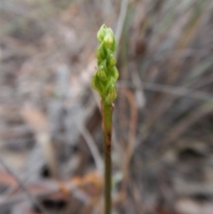 Corunastylis cornuta at Aranda, ACT - suppressed