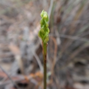 Corunastylis cornuta at Aranda, ACT - 5 Mar 2019