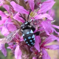 Thyreus caeruleopunctatus (Chequered cuckoo bee) at Acton, ACT - 4 Mar 2019 by Christine