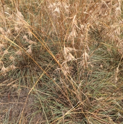 Themeda triandra (Kangaroo Grass) at Melba, ACT - 5 Mar 2019 by dhkmapr