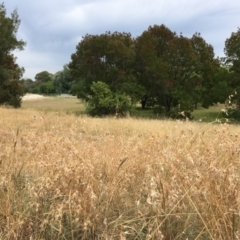 Themeda triandra at Melba, ACT - 5 Mar 2019 12:51 PM