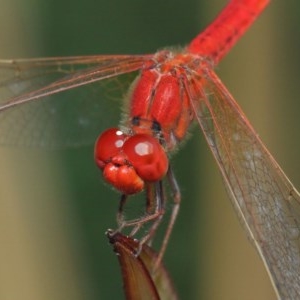 Diplacodes haematodes at Molonglo Valley, ACT - 4 Mar 2019