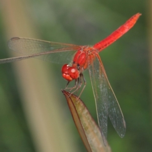 Diplacodes haematodes at Molonglo Valley, ACT - 4 Mar 2019