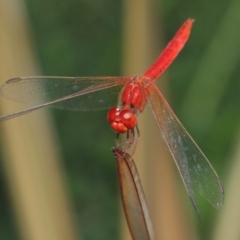 Diplacodes haematodes at Molonglo Valley, ACT - 4 Mar 2019