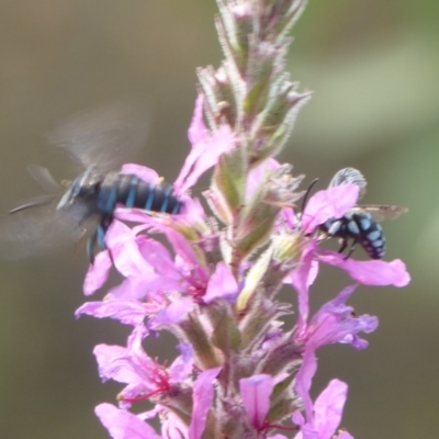 Thyreus sp. (genus) at ANBG - 4 Mar 2019 by Christine