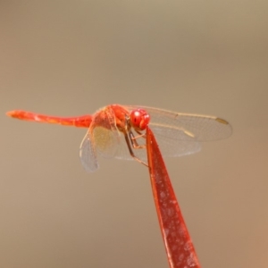 Diplacodes haematodes at Molonglo Valley, ACT - 4 Mar 2019