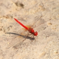 Diplacodes haematodes at Molonglo Valley, ACT - 4 Mar 2019