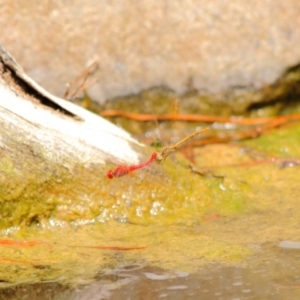 Diplacodes haematodes at Molonglo Valley, ACT - 4 Mar 2019