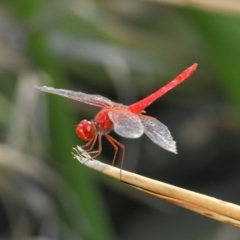 Diplacodes haematodes at Molonglo Valley, ACT - 4 Mar 2019