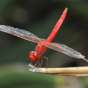 Diplacodes haematodes at Molonglo Valley, ACT - 4 Mar 2019