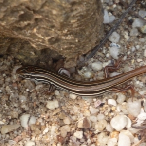 Ctenotus taeniolatus at Acton, ACT - 4 Mar 2019 11:59 AM