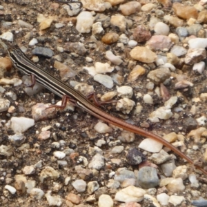 Ctenotus taeniolatus at Acton, ACT - 4 Mar 2019 11:59 AM