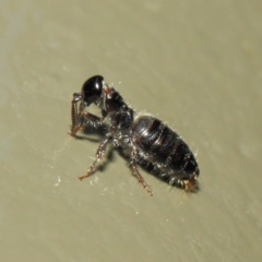 Tiphiidae (family) (Unidentified Smooth flower wasp) at Acton, ACT - 3 Mar 2019 by TimL