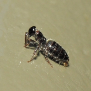 Tiphiidae (family) at Acton, ACT - 3 Mar 2019 01:59 PM