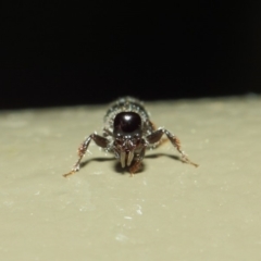 Tiphiidae (family) at Acton, ACT - 3 Mar 2019