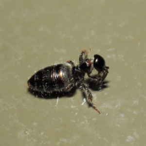 Tiphiidae (family) at Acton, ACT - 3 Mar 2019 01:59 PM