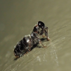 Tiphiidae (family) at Acton, ACT - 3 Mar 2019