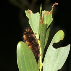Anthela repleta (Replete Anthelid) at Broulee, NSW - 27 Feb 2019 by jb2602