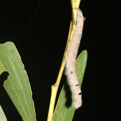 Pararguda nasuta (Wattle Snout Moth) at Broulee, NSW - 27 Feb 2019 by jb2602