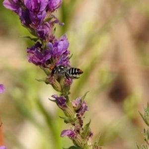 Megachile (Eutricharaea) maculariformis at Paddys River, ACT - 4 Mar 2019 10:27 AM