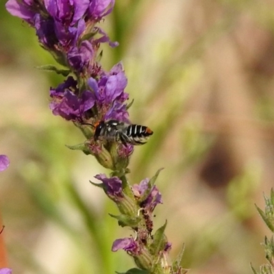 Megachile (Eutricharaea) maculariformis (Gold-tipped leafcutter bee) at Paddys River, ACT - 3 Mar 2019 by RodDeb