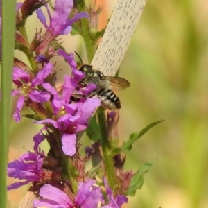 Megachile (Eutricharaea) maculariformis at Paddys River, ACT - 4 Mar 2019 10:27 AM