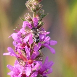 Megachile (Eutricharaea) sp. (genus & subgenus) at Paddys River, ACT - 4 Mar 2019 10:39 AM