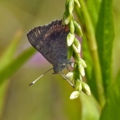 Paralucia aurifera (Bright Copper) at Paddys River, ACT - 4 Mar 2019 by RodDeb