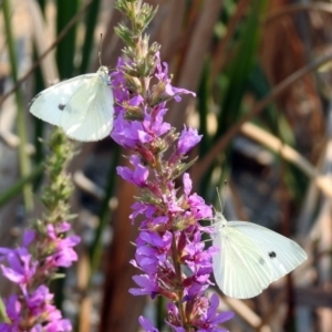 Pieris rapae at Paddys River, ACT - 4 Mar 2019 10:36 AM